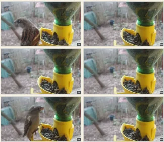 Photograph of a Bird at the Feeder